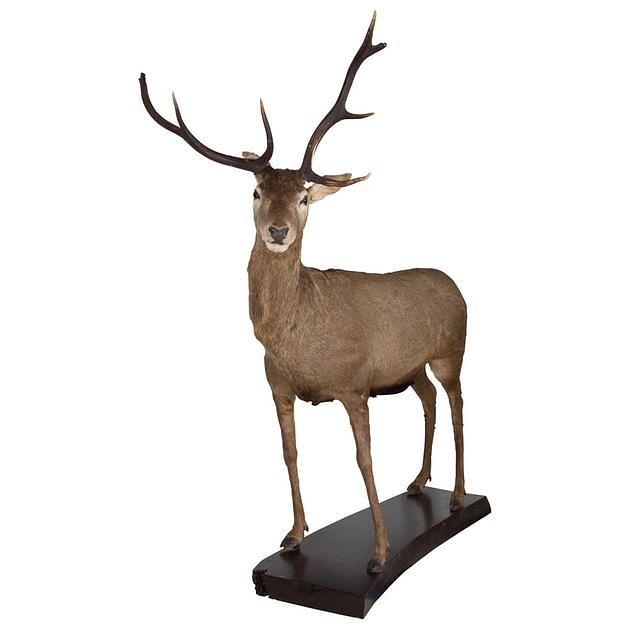 Taxidermy & Curiosities