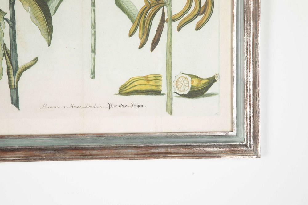 18th Century Weinmann Botanical Engraving Of A Banana Tree WD7633493
