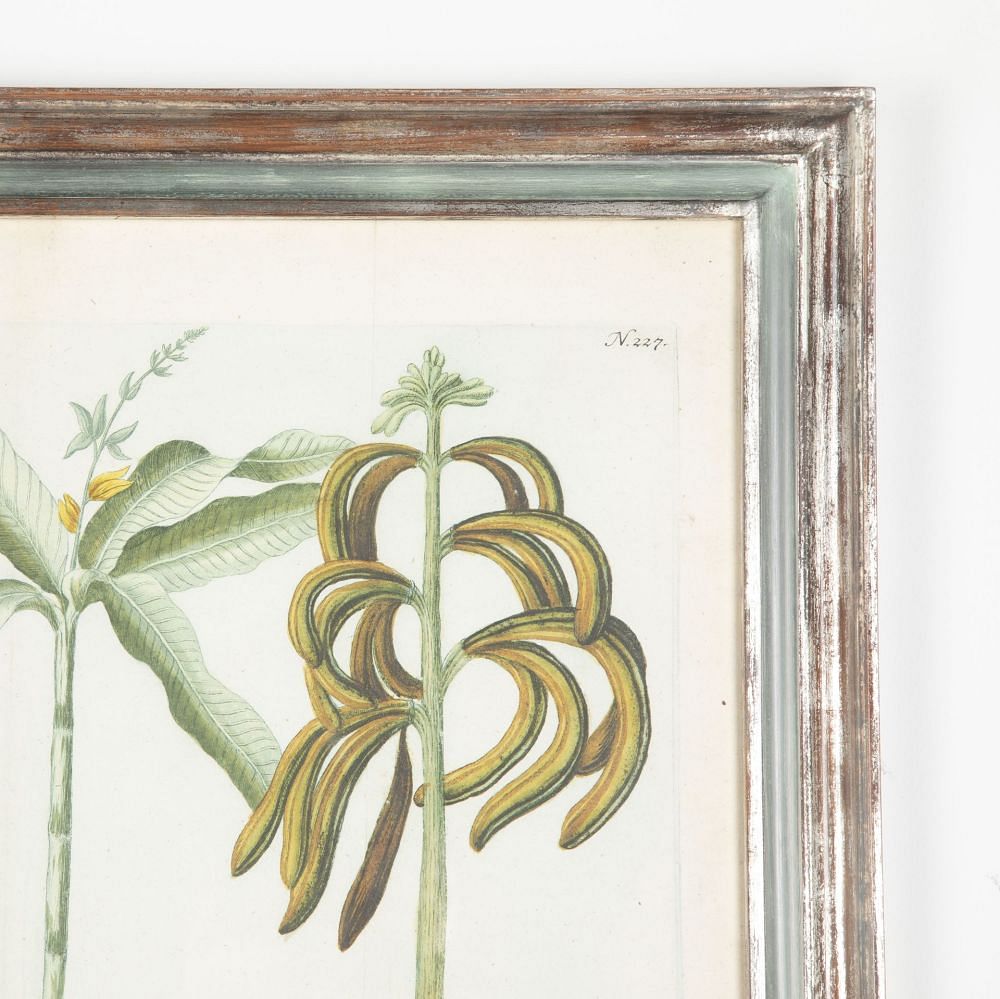 18th Century Weinmann Botanical Engraving Of A Banana Tree WD7633493
