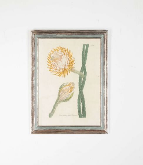 18th Century Weinmann Cereus Minimus Botanical Engraving WD7633492