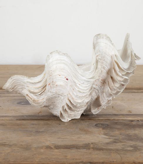 Decorative Indonesian Clam Shell DA1442246