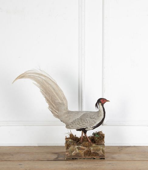 Taxidermy Silver Pheasant DA2535755