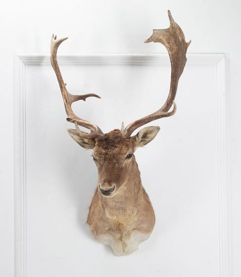 20th Century Taxidermy Fallow Buck Deer DA2539713
