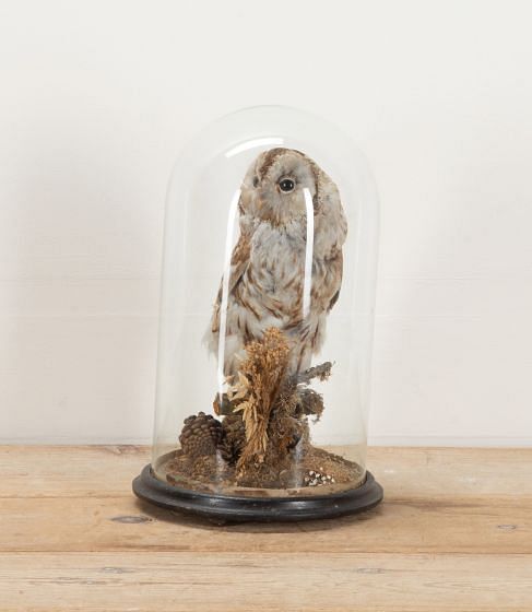 Victorian Taxidermy Owl in Dome DA2541722
