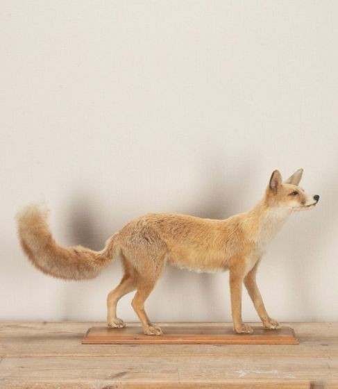 Early 20th Century Taxidermy Fox DA2544061