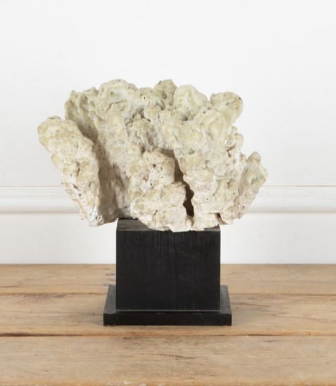 19th Century Coral Raised on Pedestal Base DA2841153