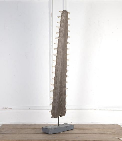 19th Century Sawfish Rostrum Bill DA6923793