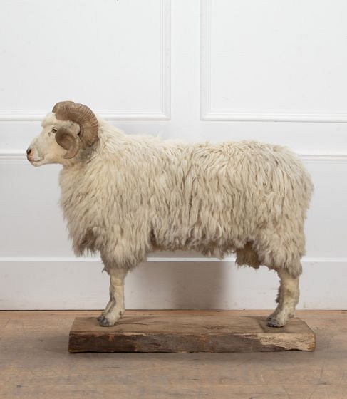 20th Century Edwardian Taxidermy Ram DA6939970