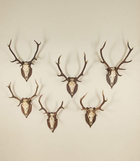 Collection of Six Large 20th Century French Mounted Antlers DA8543496