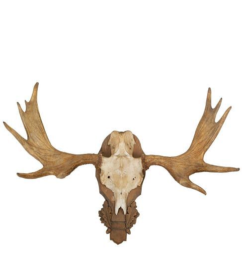 Mounted Elk Horn DA9960763