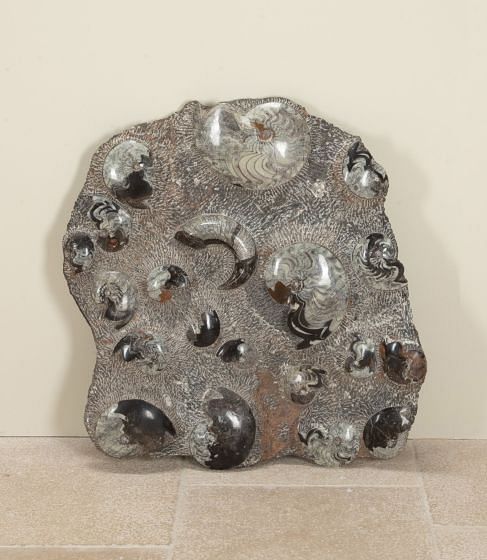 Large Ammonite Fossil Cluster OF5242252