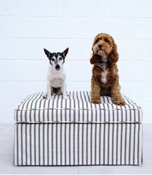 Hyde Dog Bed | Lift Up Box Ottoman - Made to Order ST9543218