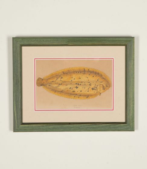 Early 19th Century Original Hand Coloured Engraving of Fish WD1843190