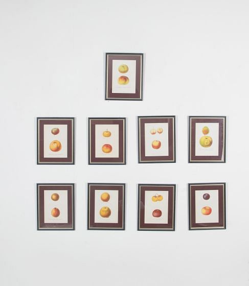 Set of Nine 19th Century Hand Coloured Prints of Apples WD3937776