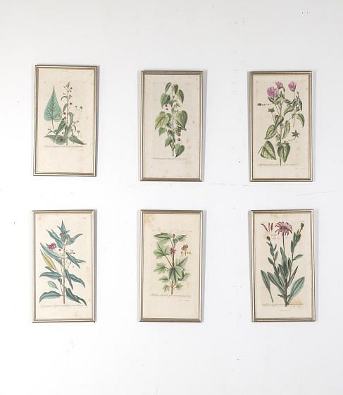 Set of Six Early 19th Century Hand-Coloured Botanical Lithographs WD618866