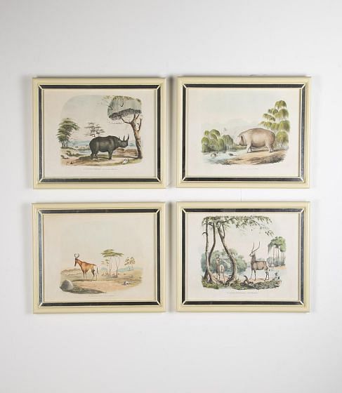 19th Century African Wildlife Lithographs WD7622964
