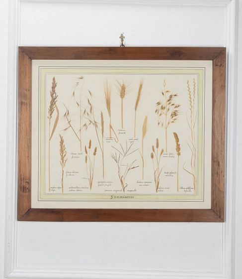 20th Century Italian Preserved Flowers WD7639375