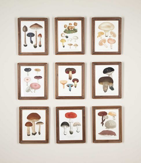 Set of Nine 19th Century French Roques Mushroom Engravings WD7642160