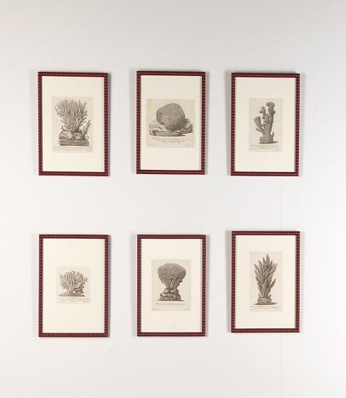 Set of Six 18th Century Coral Engravings by Nicolai Gualtieri WD9022279