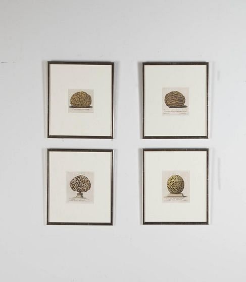 Set of Four 18th Century Coral Engravings by Nicolai Gualtieri WD9023271