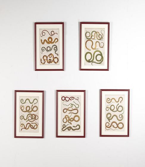Set of Five 18th Century Albertus Seba Snake Engravings WD9024065