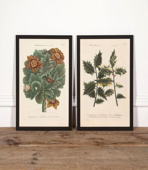 Pair of 18th Century Botanical Engravings by Johann Wilhelm Weinmann 1737 WD2832094