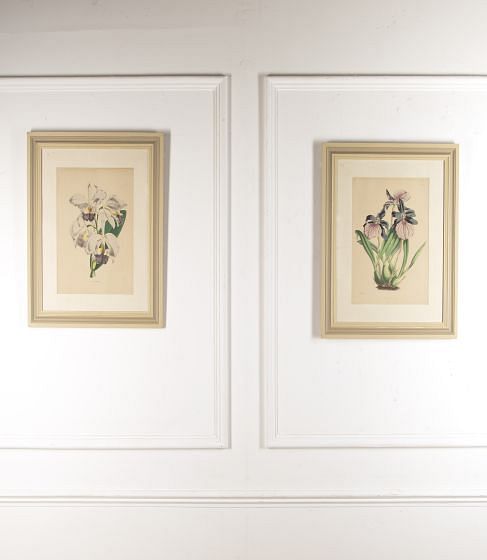 Pair of 19th Century Botanical Prints WD2020863