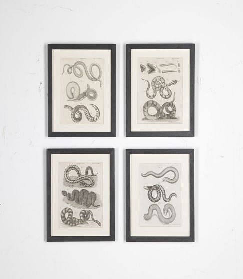 Set of 18th Century Georgian Anatomical Engravings WD3730858