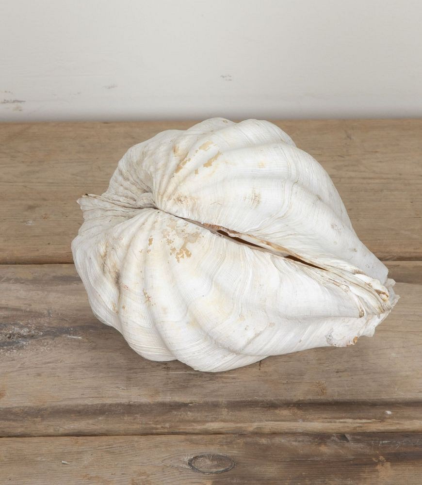 Decorative Indonesian Clam Shell DA1442240