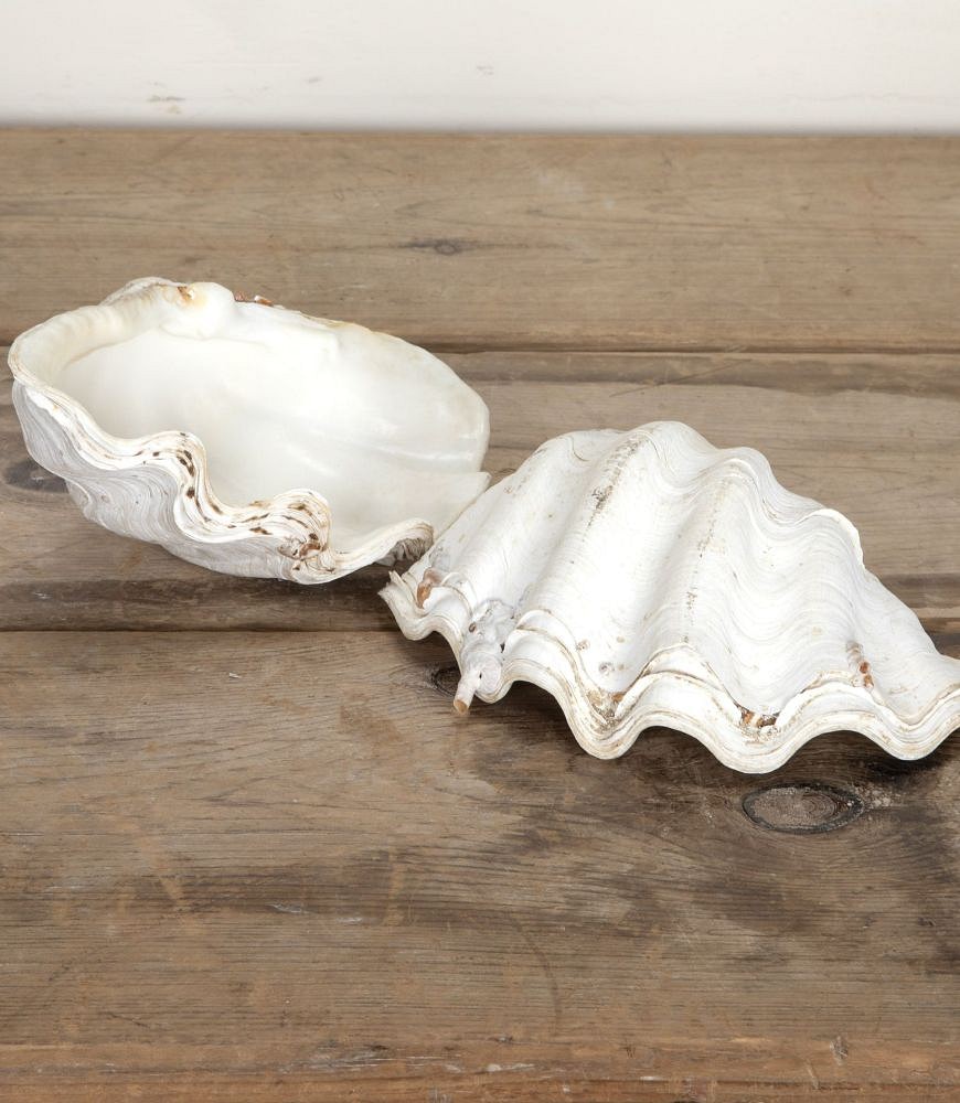 Decorative Indonesian Clam Shell DA1442240