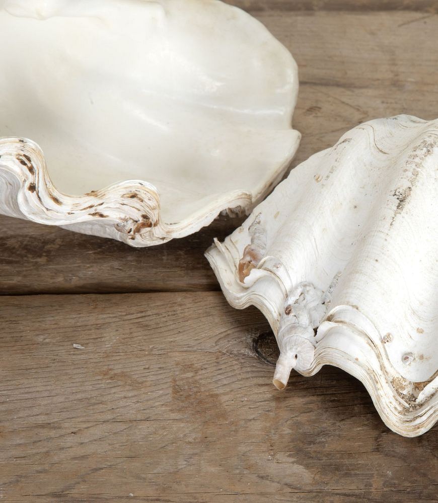 Decorative Indonesian Clam Shell DA1442240