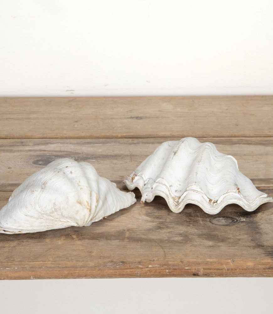 Decorative Indonesian Clam Shell DA1442240