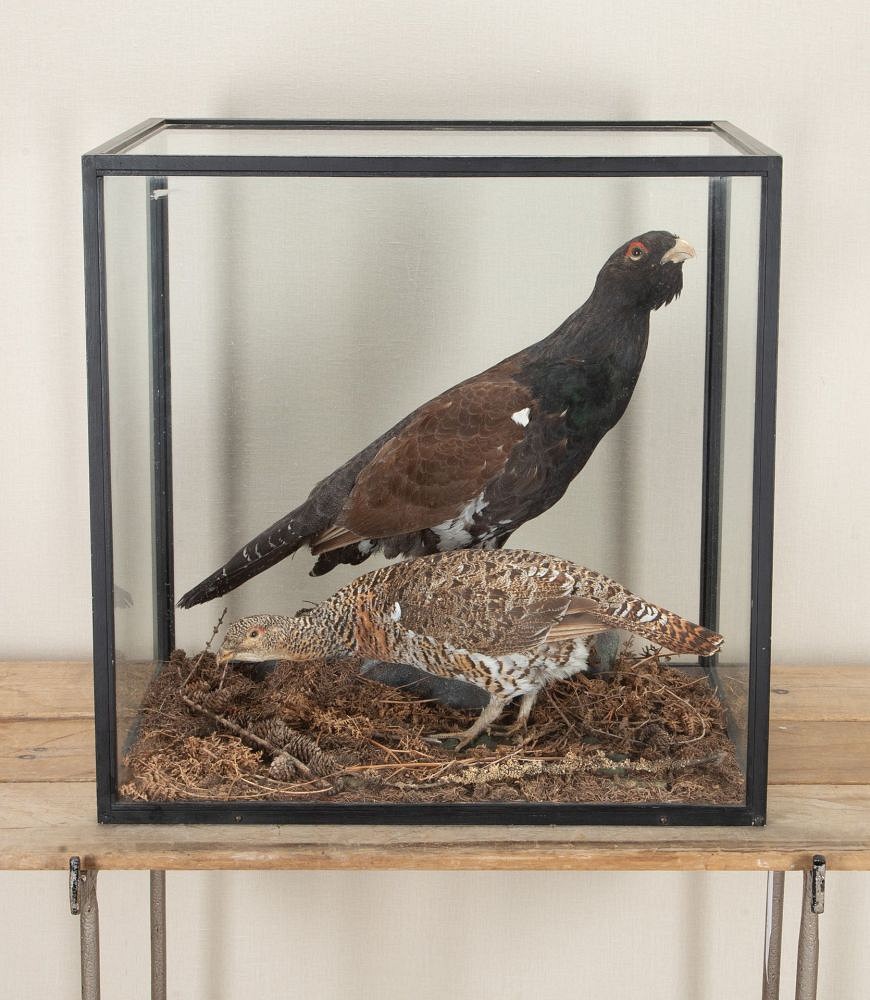Pair of Early 20th Century Cased Capercaillie Game Birds DA2542981