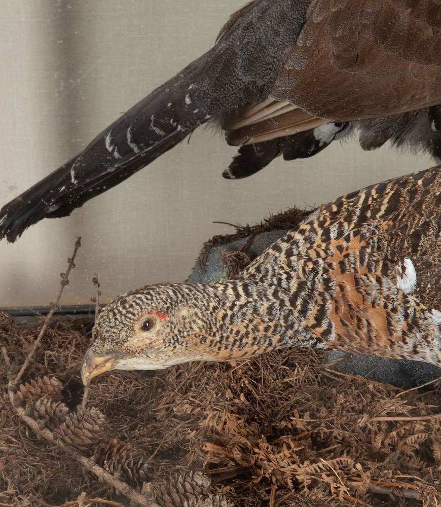 Pair of Early 20th Century Cased Capercaillie Game Birds DA2542981