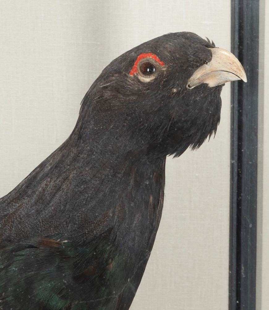 Pair of Early 20th Century Cased Capercaillie Game Birds DA2542981