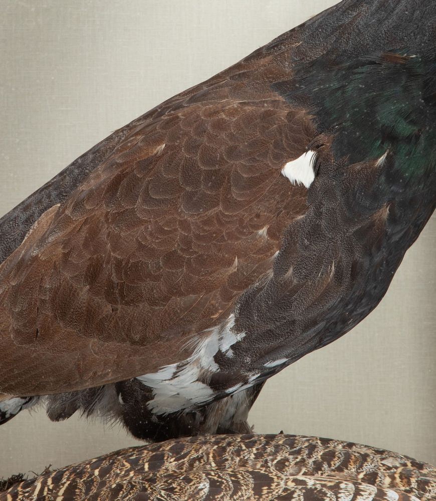 Pair of Early 20th Century Cased Capercaillie Game Birds DA2542981
