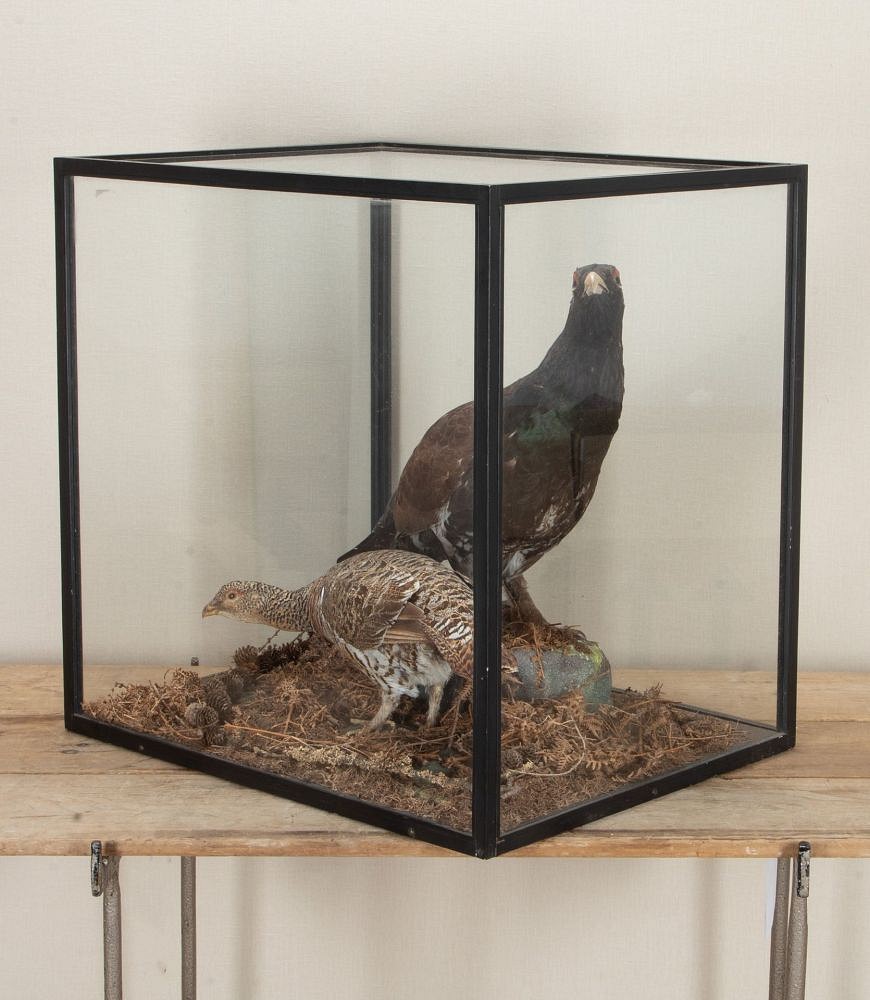 Pair of Early 20th Century Cased Capercaillie Game Birds DA2542981