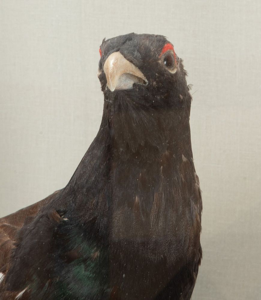 Pair of Early 20th Century Cased Capercaillie Game Birds DA2542981
