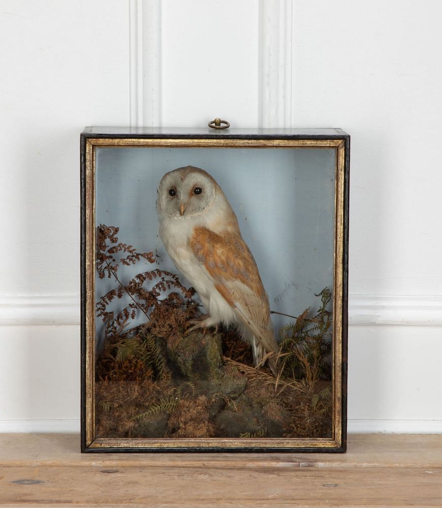 Late 19th Century Taxidermy Barn Owl in Glass Case DA3434819