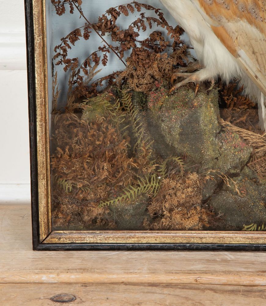Late 19th Century Taxidermy Barn Owl in Glass Case DA3434819