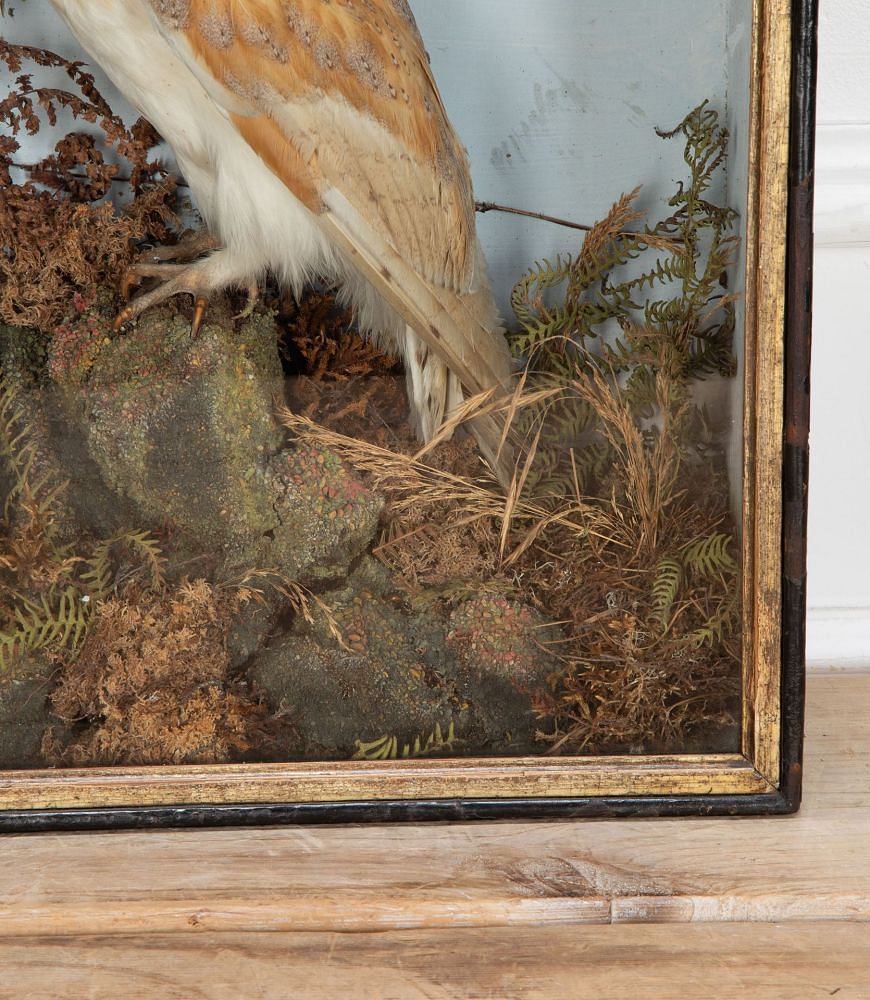 Late 19th Century Taxidermy Barn Owl in Glass Case DA3434819