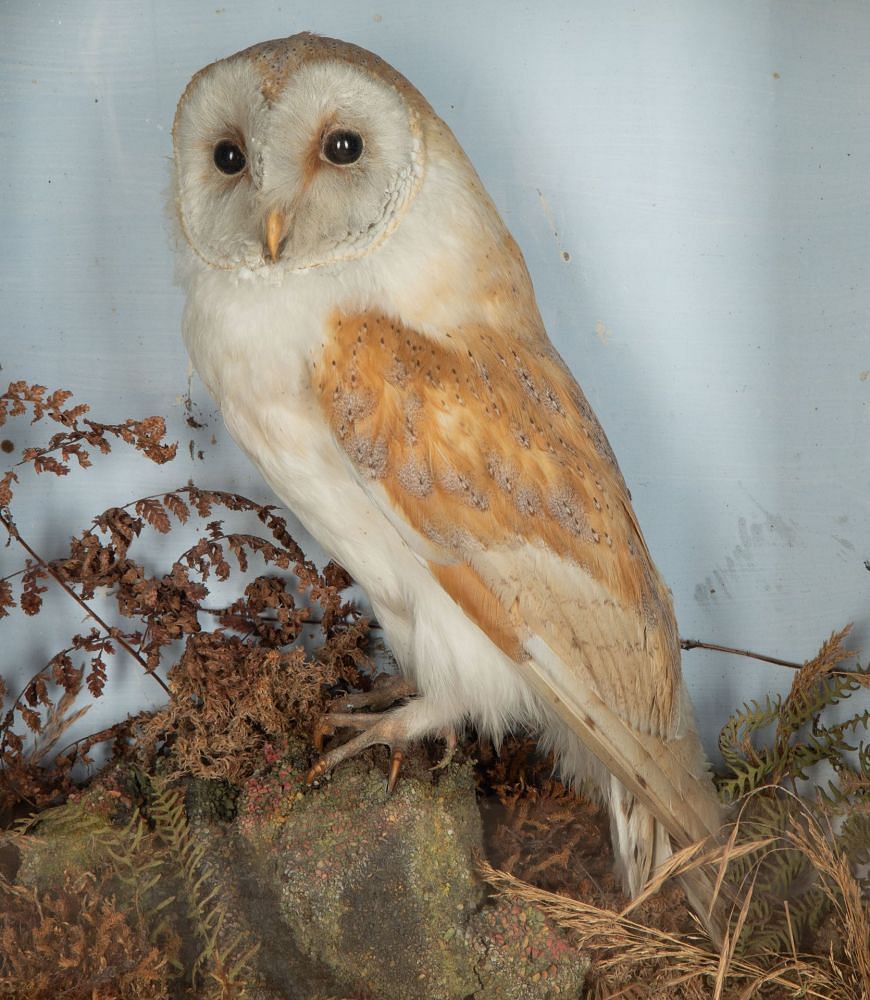 Late 19th Century Taxidermy Barn Owl in Glass Case DA3434819