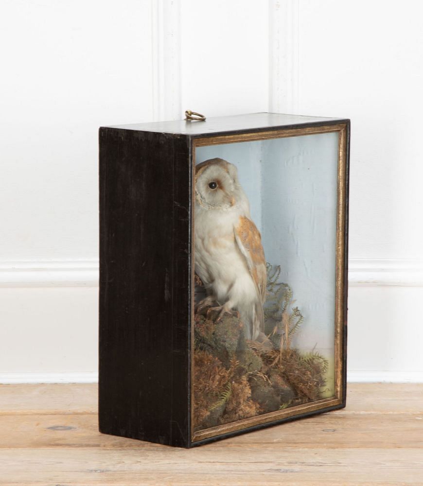 Late 19th Century Taxidermy Barn Owl in Glass Case DA3434819