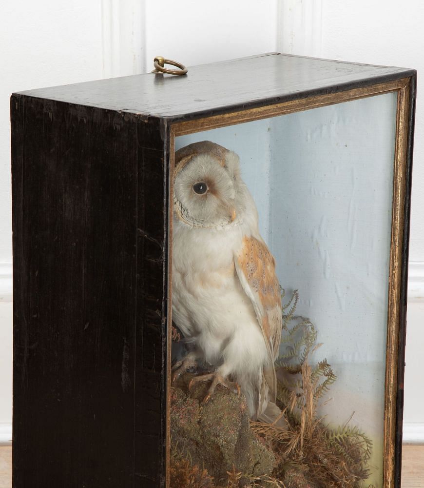 Late 19th Century Taxidermy Barn Owl in Glass Case DA3434819