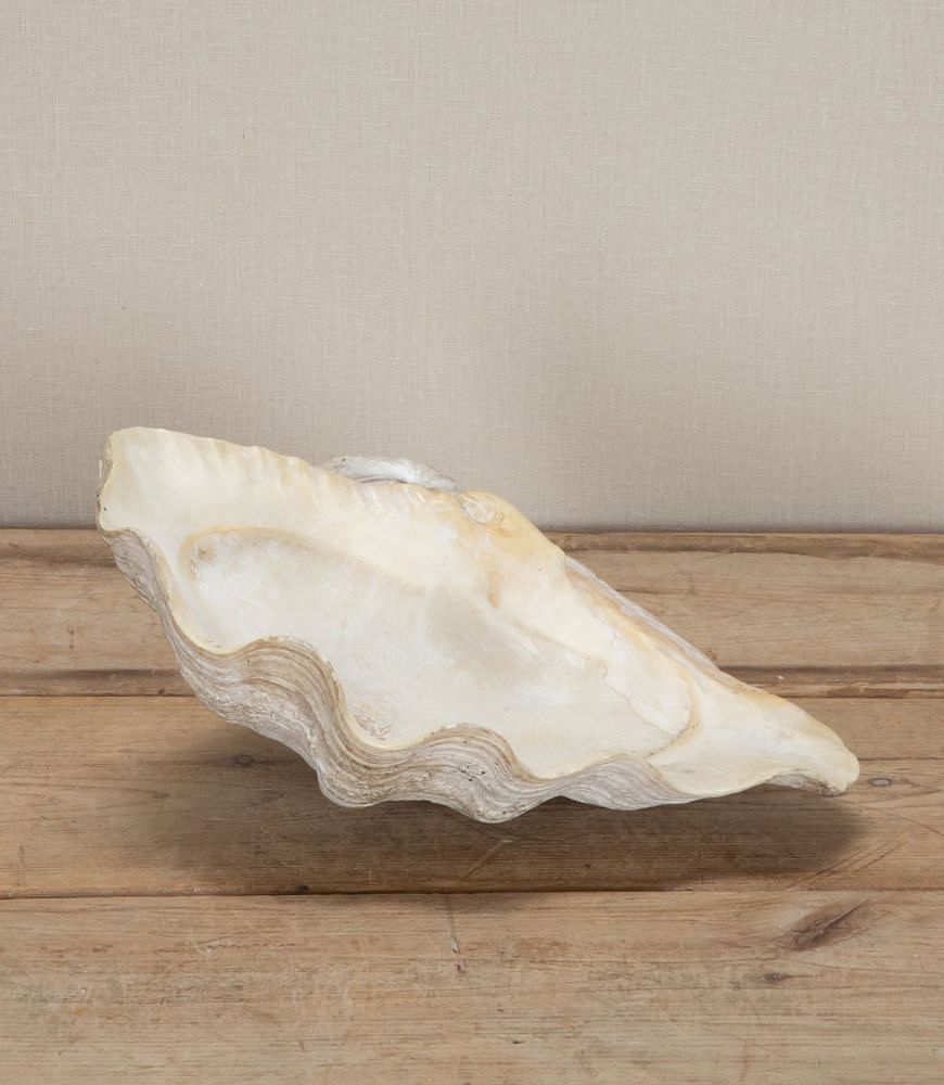 Large Indonesian Clam Shell 'Benitier' DA3743421