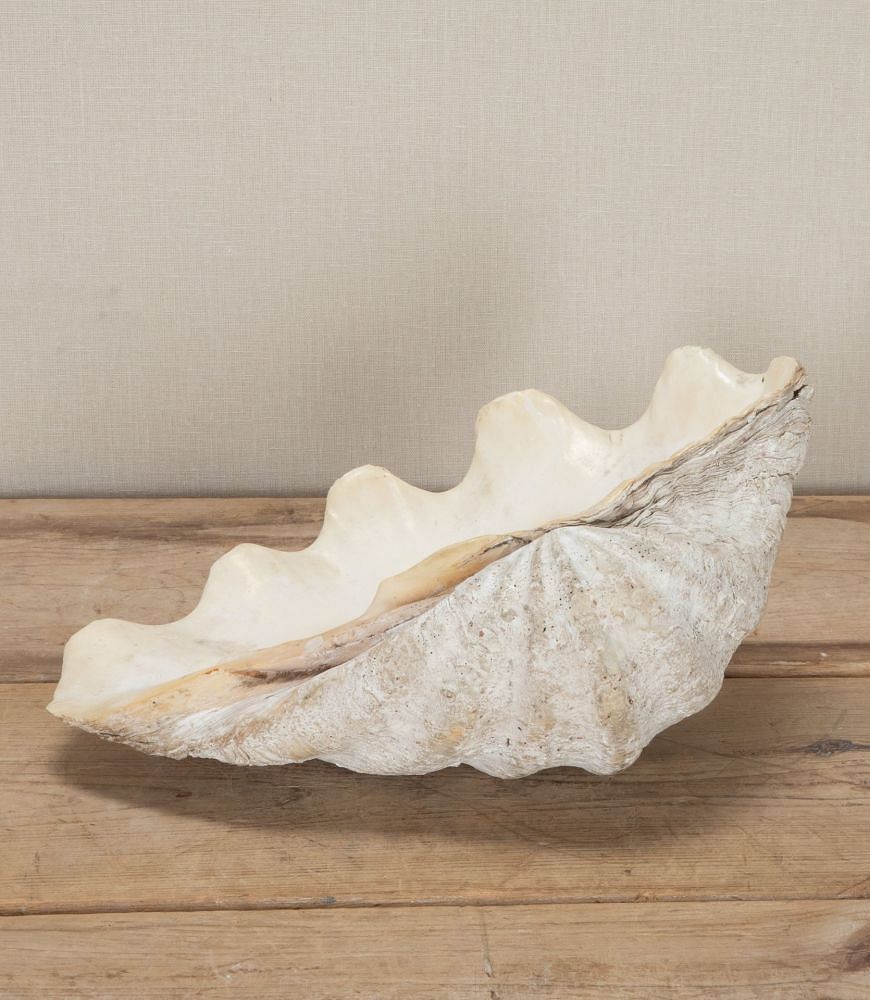 Large Indonesian Clam Shell 'Benitier' DA3743421