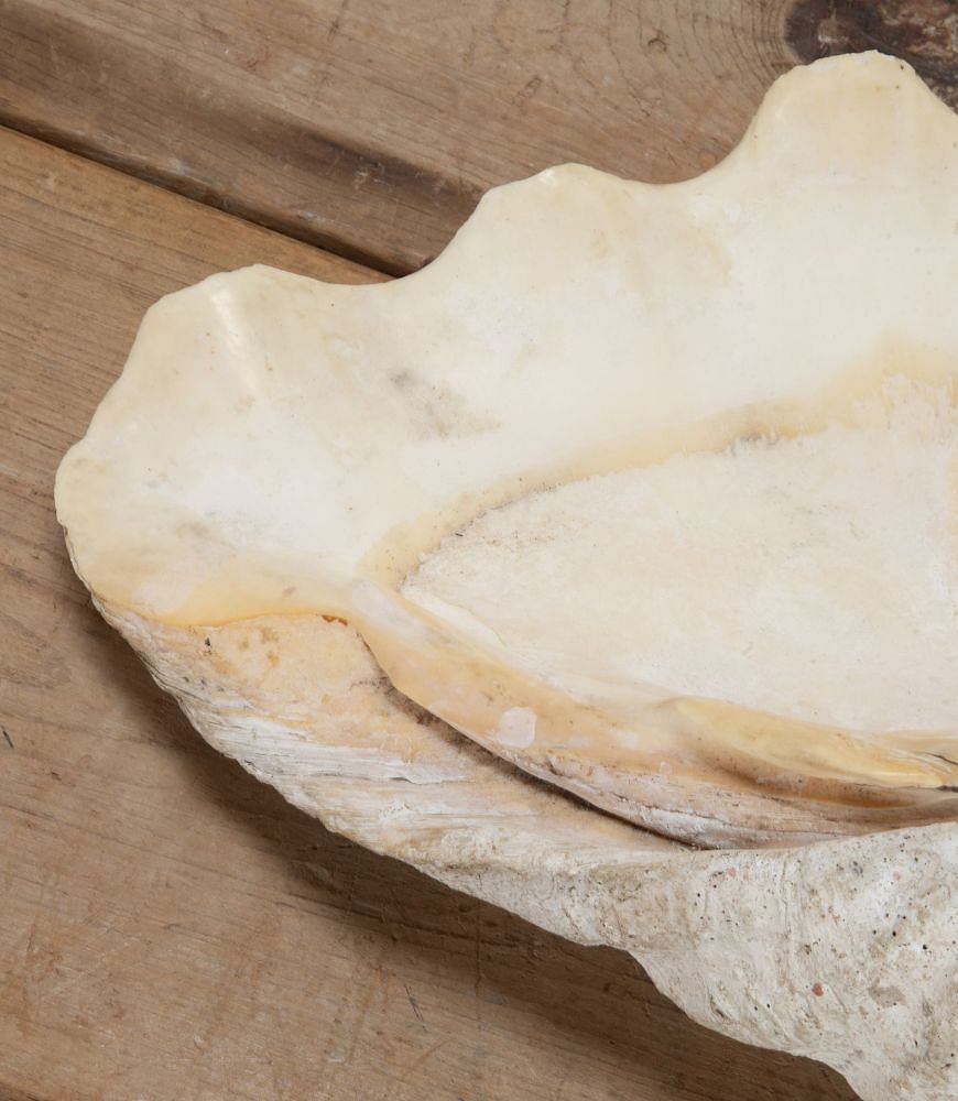 Large Indonesian Clam Shell 'Benitier' DA3743421