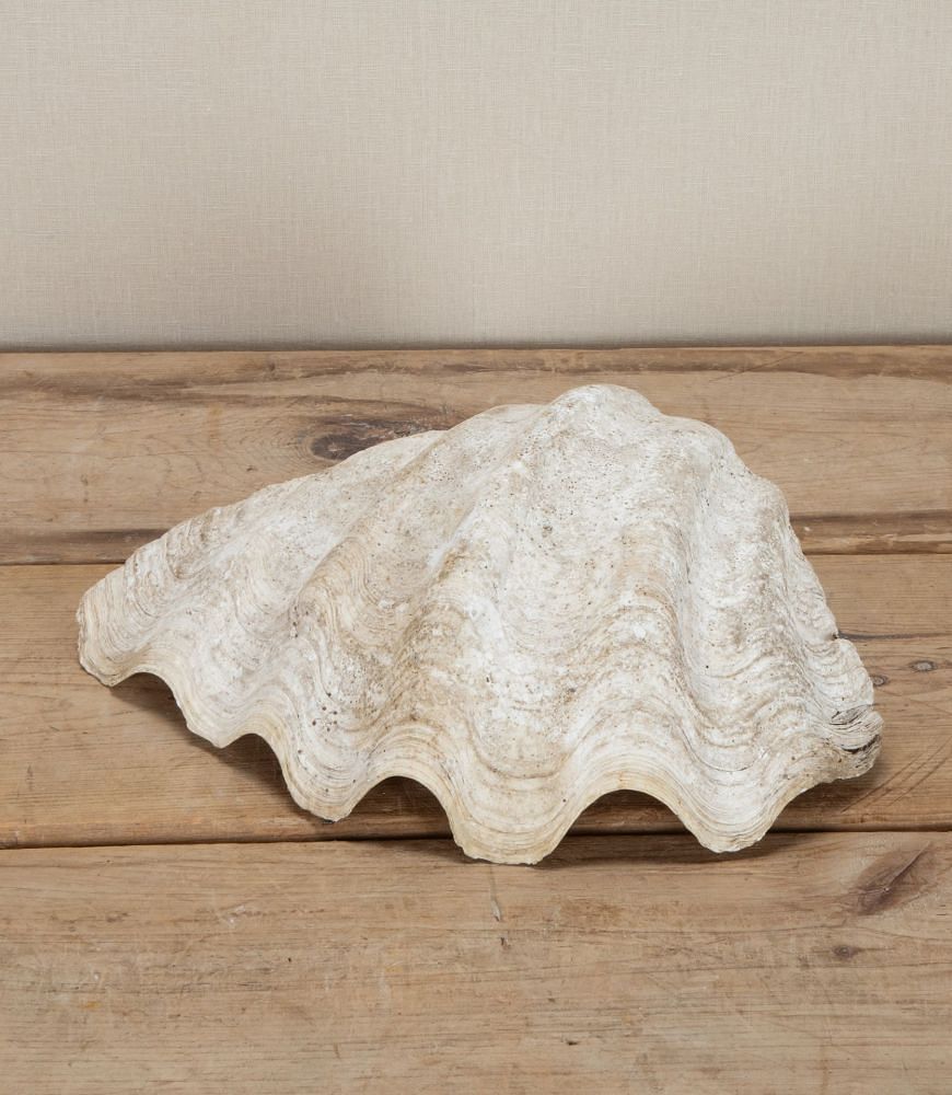 Large Indonesian Clam Shell 'Benitier' DA3743421