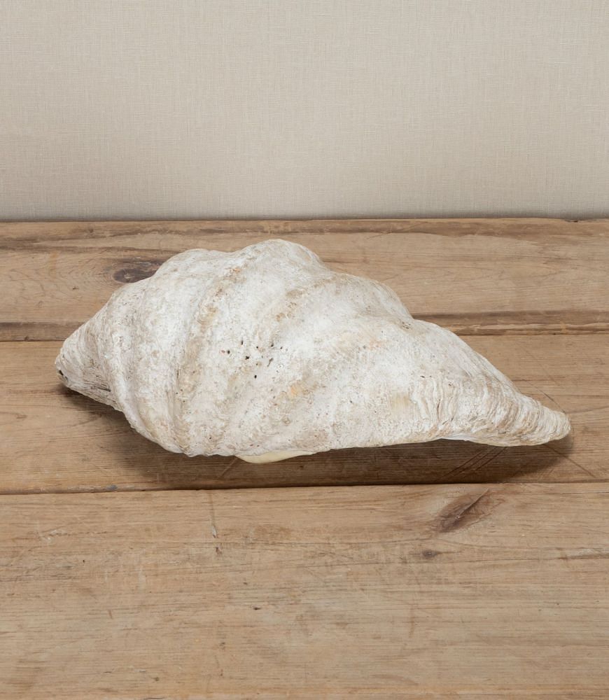 Large Indonesian Clam Shell 'Benitier' DA3743421