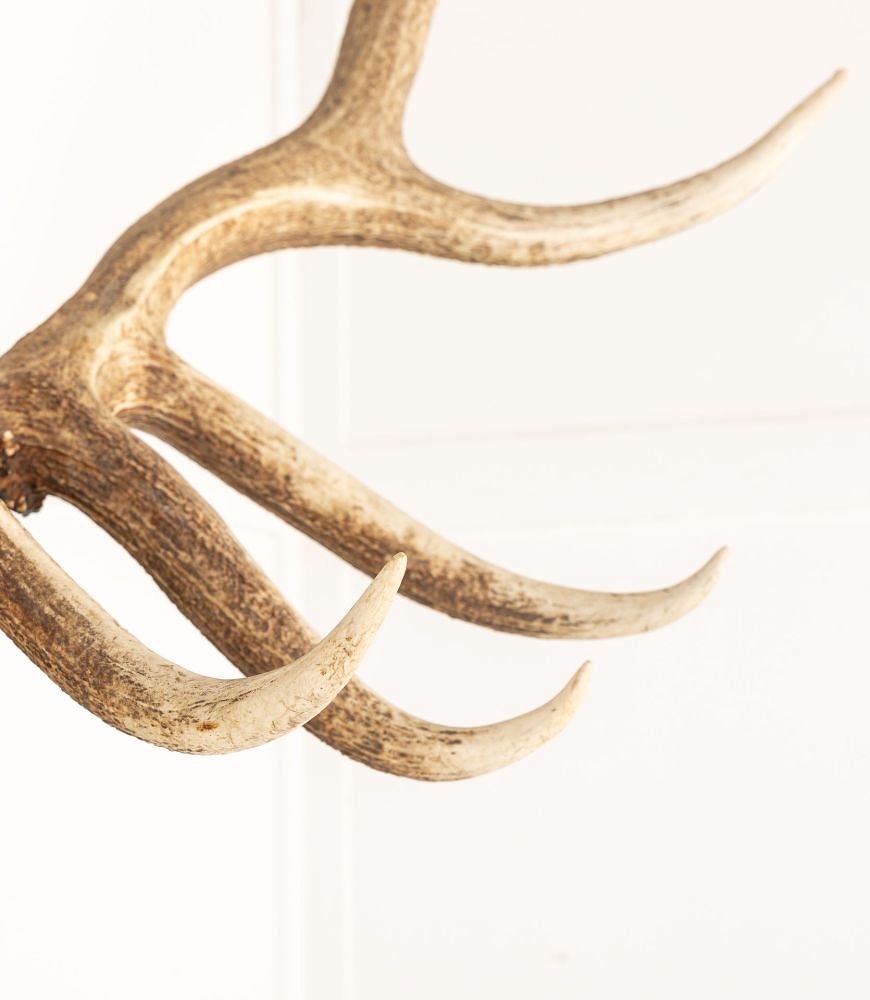 Large 19th Century Carved Wooden Stag Head OF0642845